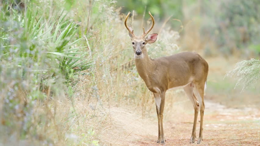 White Tailed Deer Buck with Antlers