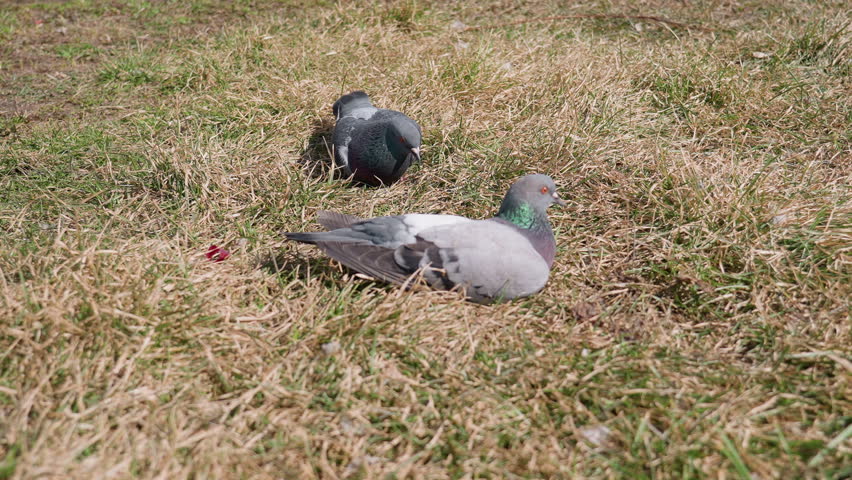 Two pigeons with iridescent green and purple neck feathers resting on dry grassy field while gently dragging nearby foliage, basking under warm sunlight in peaceful outdoor environment