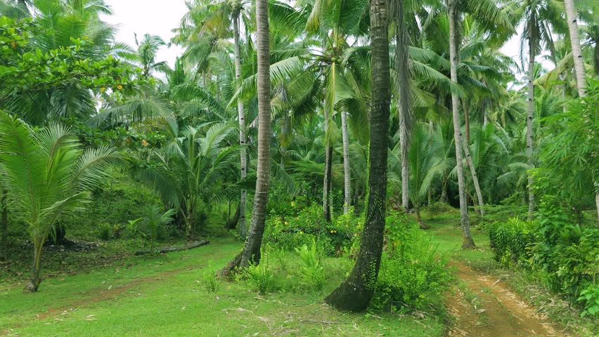 Aerial view of a dense coconut palm forest with a winding dirt path, located in Siargao, Philippines.