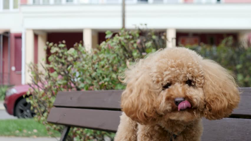 An adorable and charming Poodle dog is performing various entertaining tricks in the park