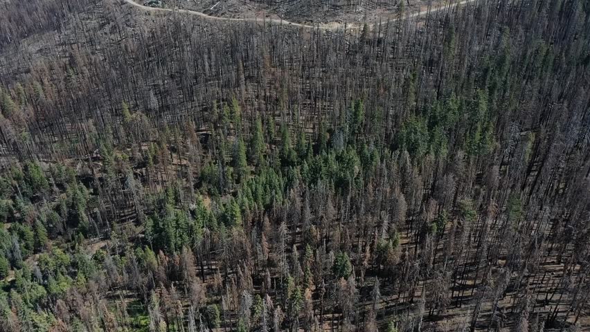Aerial drone view showing burnt conifer forest with winding mountain road in Yosemite National Park California revealing aftermath of wildfire and contrast with surviving green trees