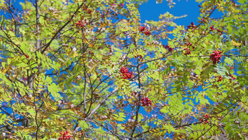 Stunningly Vibrant Foliage Featuring Bright Red Berries Set Against a Clear Blue Sky Above