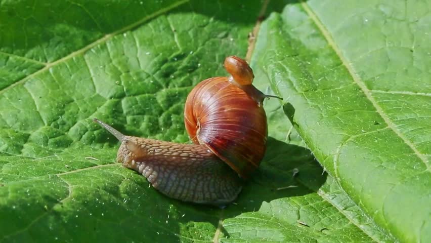 Close-up of a family of snails. A snail, large and small, climbing up a green leaf, extending its antennae forward and moving slowly under the soft natural sunlight.