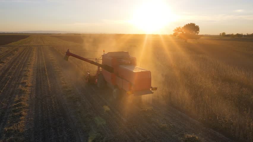 Drone shot of combine harvester revolving reel harvesting soybean crops in cultivated agricultural field at sunset, beautiful autumn landscape and big tree in a field