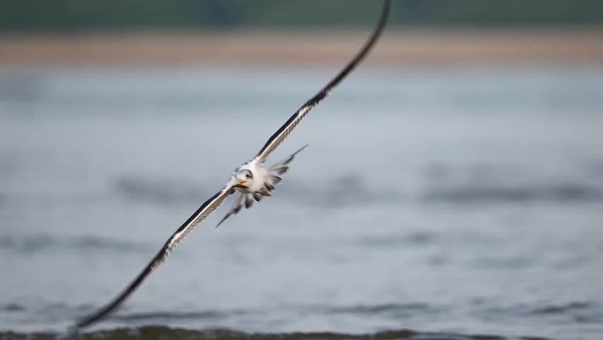 Lesser Crested Tern with a fish wandering around the chicks at Pulicat lake, Tamil nadu. India