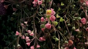 Decorative Wall Plants as Interior Decoration
 - Powered by Shutterstock - Get 15% off with code: PIKWIZARD15