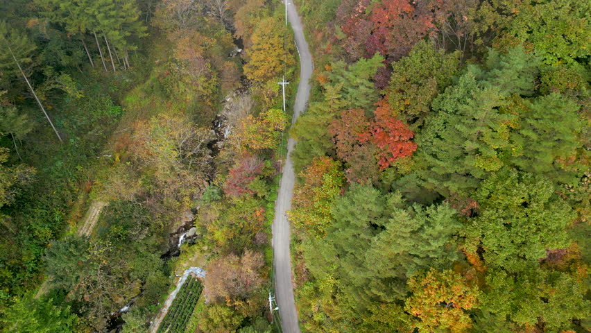 An establishing shot of a winding road surrounded by vivid autumn foliage as a soft layer of fog rolls in.