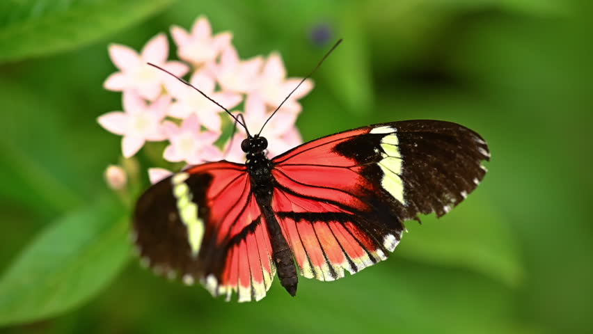 Slow-motion video of a Postman butterfly Heliconius melpomene feeding on a flower. The vivid red, black, and yellow wings move gracefully in natural light, capturing the elegance and delicate motion