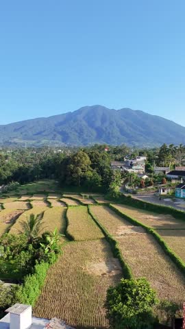 Beautiful Green Rice Fields and Mountain View