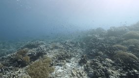 A slow motion glimpse beneath the Banda Sea in Kepulauan Banda, Indonesia, reveals schools of fish darting over coral formations in a serene, underwater world of subtle blues. - Powered by Shutterstock - Get 15% off with code: PIKWIZARD15