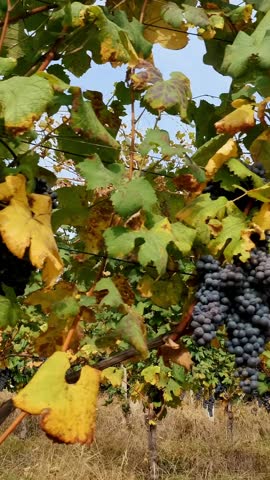 Bunches of grapevines. grapevine. Big bunches of red juicy ripe grapes are hanging on a vine, in sunlight. grapevine foliage faded in the hot sun. Grape Growing. grape harvest. sunny autumn day.