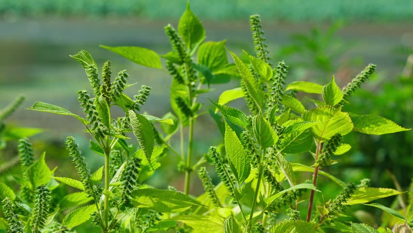 Close-up of Perilla Plant Seed Pods Forming on Stalks in a Sunlit Field