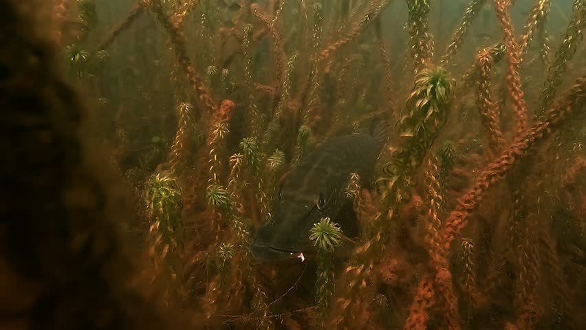 A northern pike – Esox lucius – camouflaged among aquatic vegetation, faces the camera, then turns and swims off. Underwater ambush predator behavior.