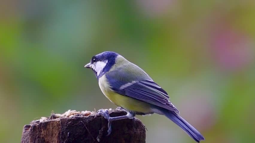 A close-up shot of a green-backed Tit (Parus monticolus) perched, feeding on a wooden post