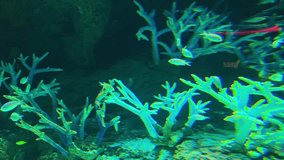 Mysterious underwater scene of glowing green coral. tranquil school of fish swims in dark water, creating serene view of bioluminescent marine life and vibrant nature - Powered by Shutterstock - Get 15% off with code: PIKWIZARD15