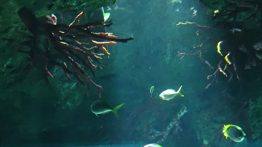Truly mysterious and serene underwater scene unfolds within dark aquarium, featuring beautiful yellow tail fish swimming peacefully among tranquil marine life