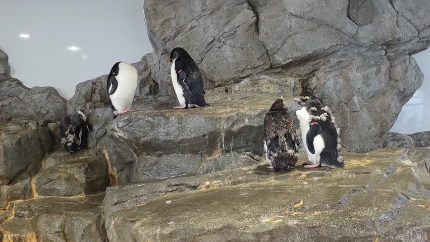Social group of Adelie penguin, part of large flightless bird colony, calmly congregating on rocky cliff inside their naturalistic and spacious zoo enclosure