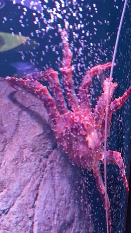 Verticle vdo of Giant red king crab resting on rock, fascinating marine crustacean in deep aquarium. Explore mysterious underwater world and this amazing creature in dark purple water