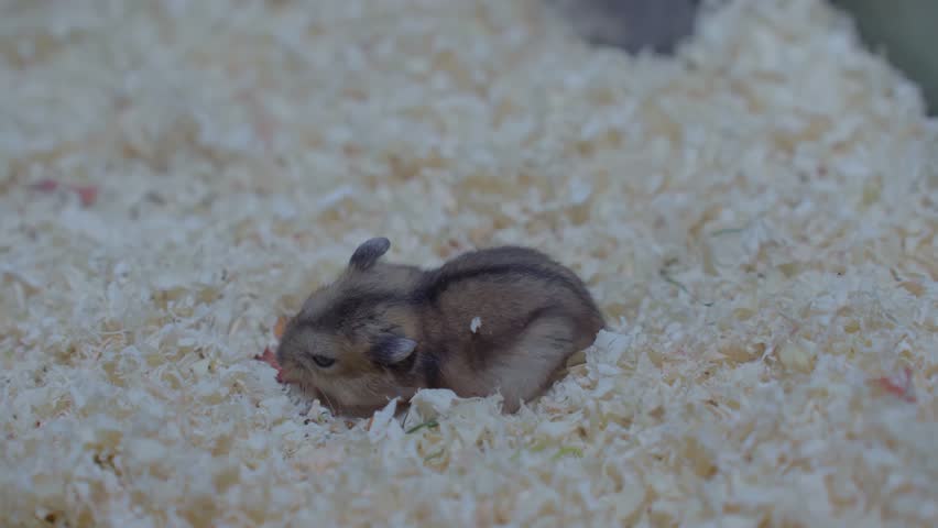The little hamster eating food