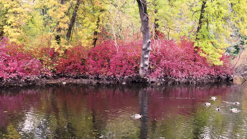 Autumn pond with old tree and colorful leaves peaceful nature scenery