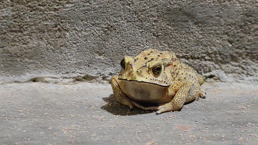 Portrait of a toad or frog (bufo melanostictus) on the floor at night