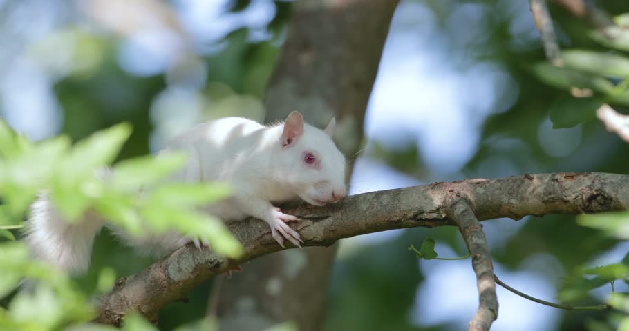 Albino grey squirrel with white fur and pink eyes perched on a tree branch, UK