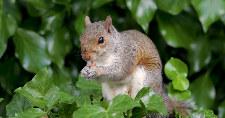 Grey squirrel eating nut while sitting among green ivy leaves, UK