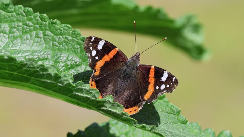 Close-up of a Red Admiral, Vanessa atalanta, resting and sunbathing on a green plant leaf seen from the back with its wings spread