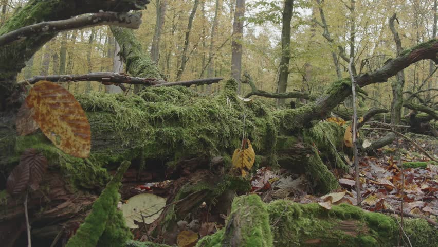 tree in the natural old forest, nature is cool series