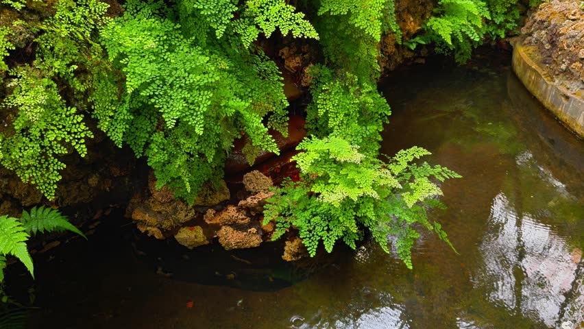 A high-angle, close-up shot captures vibrant green maidenhair ferns gracefully cascading over and growing out of moss-covered, dark brown rocks, hanging over a pool of tranquil, slightly dark, and
