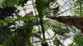 An extreme low-angle shot, suggesting a spinning or panning camera motion, captures the lush green canopy of various tropical trees and ferns reaching towards the bright, geometrically patterned glass - Powered by Shutterstock - Get 15% off with code: PIKWIZARD15