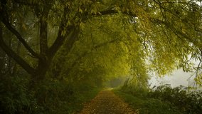 Fog covering forest path surrounded by tall trees and fallen leaves. Mist swirling through quiet trees filling air with wonder. Haze enveloping woodland trail bordered by lush vegetation and autumn - Powered by Shutterstock - Get 15% off with code: PIKWIZARD15