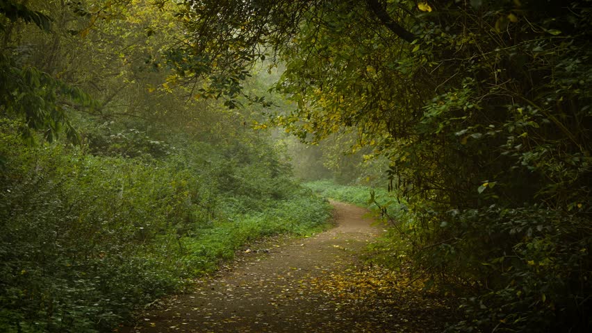 Pathway curving through dense forest surrounded by green foliage and scattered yellow leaves under misty air. Floating fog weaving through light shaping mysterious texture. Narrow woodland road