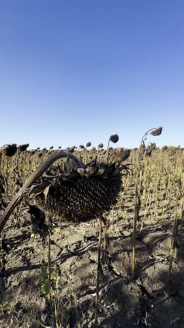 Dry dead sunflower field. Agriculture crop failure because of climate change, extreme heat, no rainfall, drought. Agriculture catastrophe leads to hunger. Natural disaster.