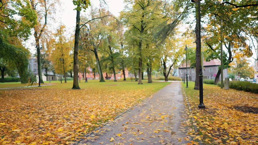 Green and yellow trees line walkway, Serene urban park with colorful trees and wet ground