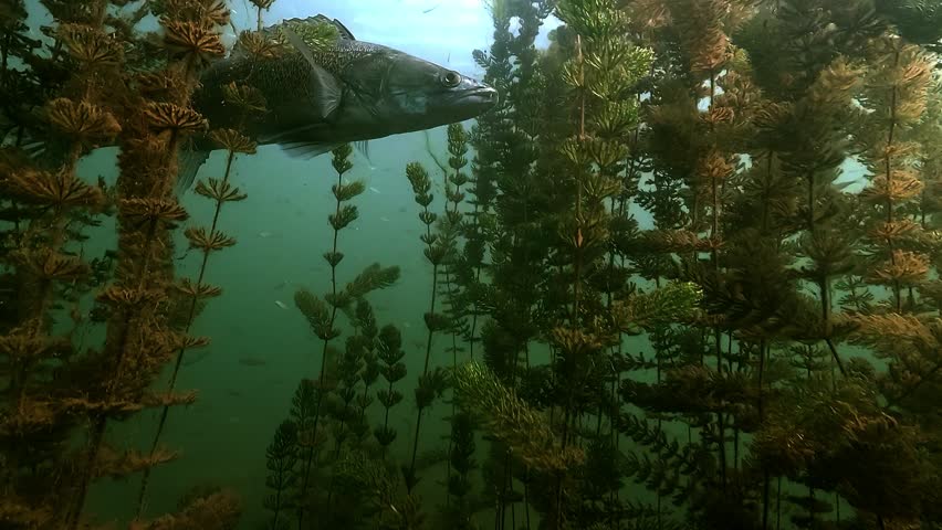 Zander – Sander lucioperca – rises slowly from the lakebed among aquatic plants. Close-up reveals its stealthy posture and calm movement through the vegetation.