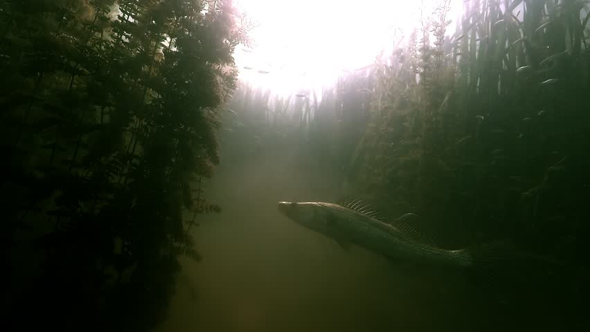 Close-up of a zander – Sander lucioperca – swimming upward into aquatic plants in slow motion, revealing elegant movement and natural camouflage.
