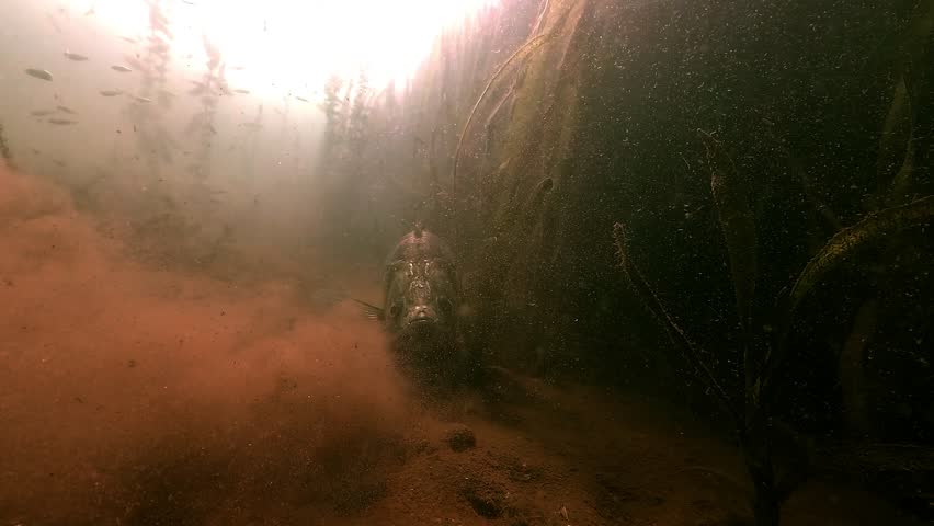 Close-up front view of a zander – Sander lucioperca – resting on the lakebed before taking off. It passes side-on near aquatic plants, showing detailed markings, then swims away into the distance.