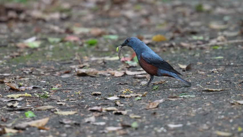blue rock thrush in a field