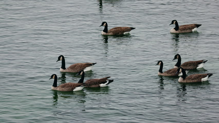 Flock of Canada geese swimming on calm lake water on a cloudy day. High quality 4k footage