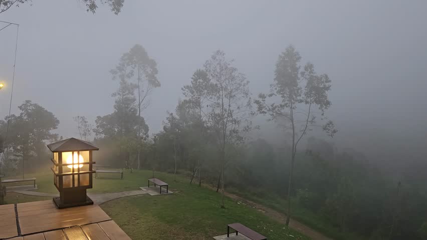 this is misty pine forest