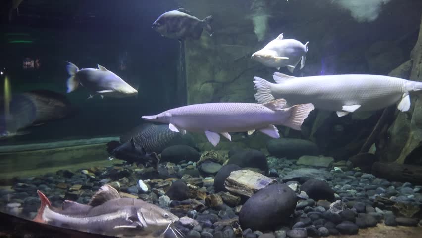 white and Black Arapaima Fish in Aquarium River Themed