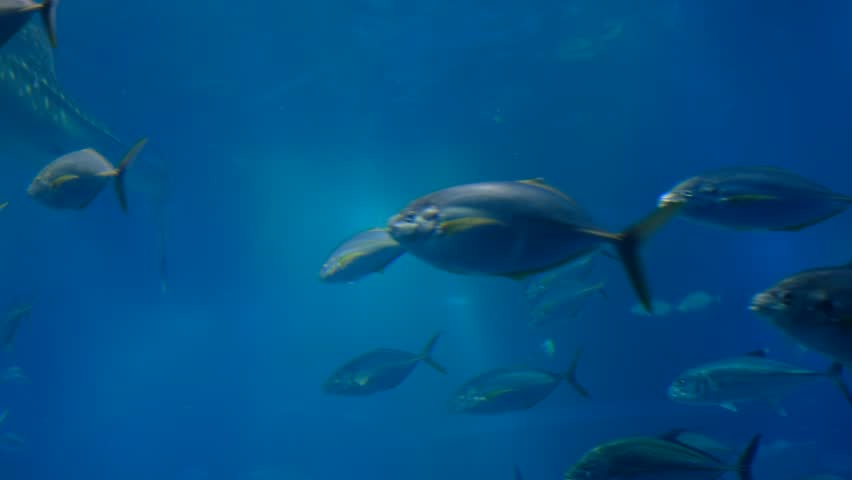 fish at aquarium, under water, animals
