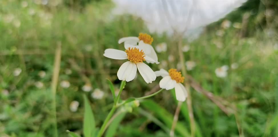 Spanish Needles (Bidens pilosa) flowers with yellow centers swaying gently among green grass.