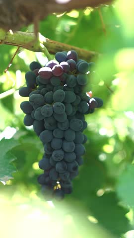 Black grapes hanging on a branch in the vineyard