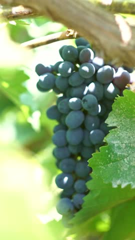 Black grapes hanging on a branch in the vineyard