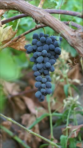 Black grapes hanging on a branch in the vineyard