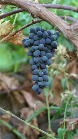 Black grapes hanging on a branch in the vineyard