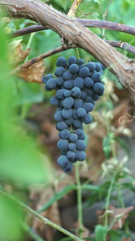 Black grapes hanging on a branch in the vineyard