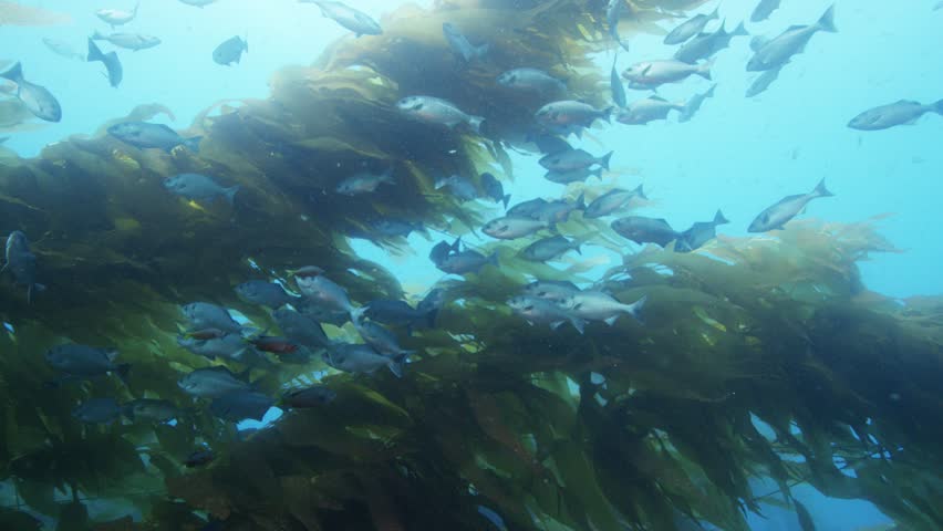 A large school of medium sized fish hover together amongst a kelp forest at Catalina Island in California.